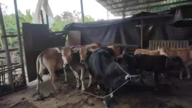 桂林散养土牛