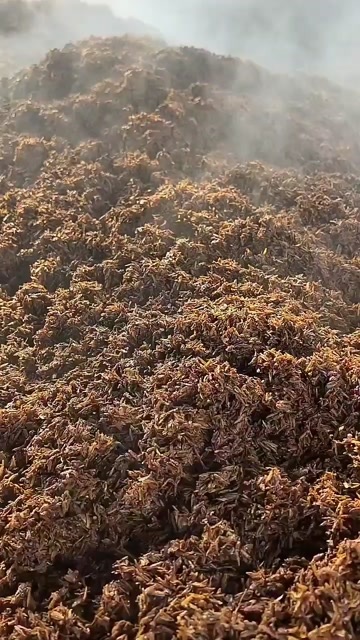 泸州养殖浓香型酒糟