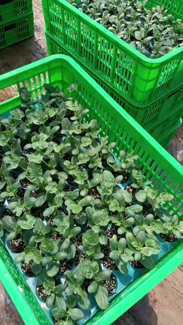 贺州大量供应西瓜苗：大花瓜， 麒麟瓜 ，黑美人等各种西瓜苗