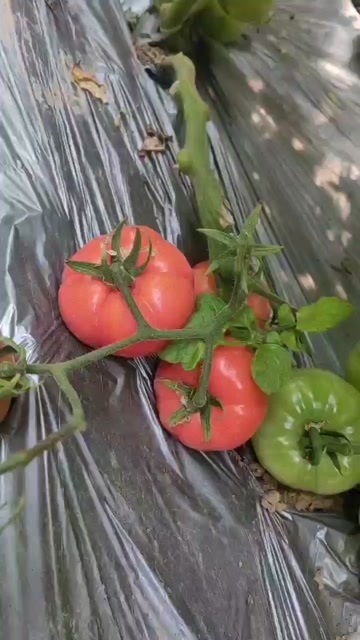 巨野县自然成熟，口感好 软糯细腻