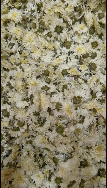 中药材菊花 七月菊 新货