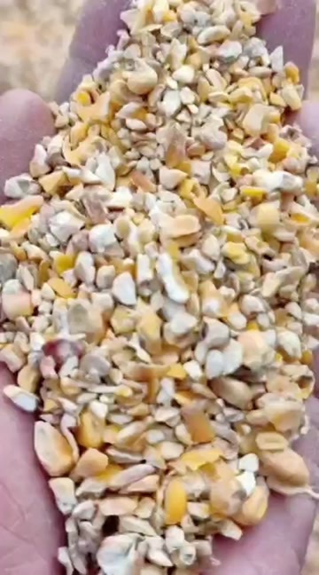 大连辽宁碎玉米
