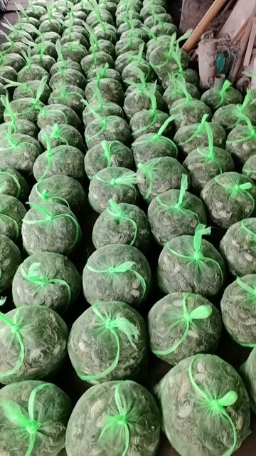 太仓市自家养殖的扣蟹