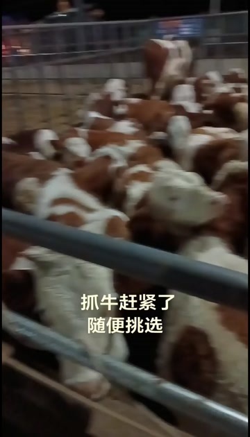 威宁县西门塔尔小公牛