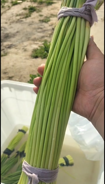 杞县河南杞县小把红帽蒜苔上市了