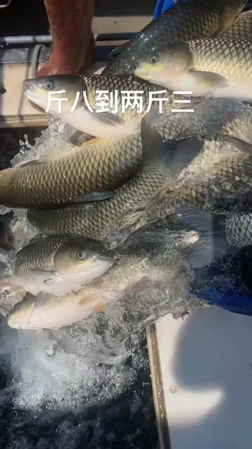 东莞市草鱼 1.7-2.5配送范围：东莞惠州广州深圳包送货上门