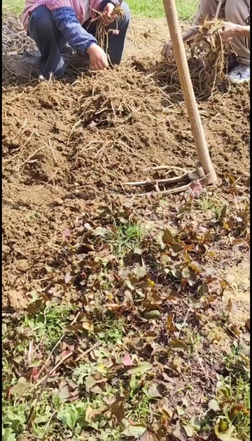 贵阳贵州贵阳新鲜鱼腥草根直供 当日采摘天然健康