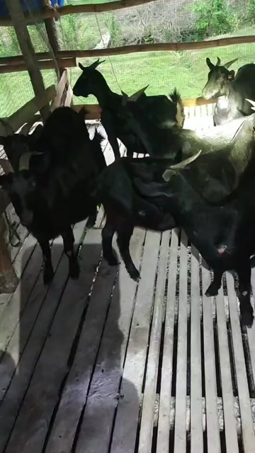 阳江广东阳江周边新鲜黑山羊活畜供应江城优质货源