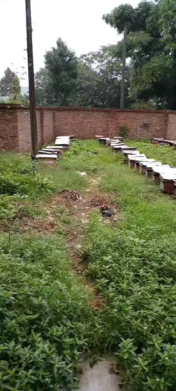 阆中市蜂蜜