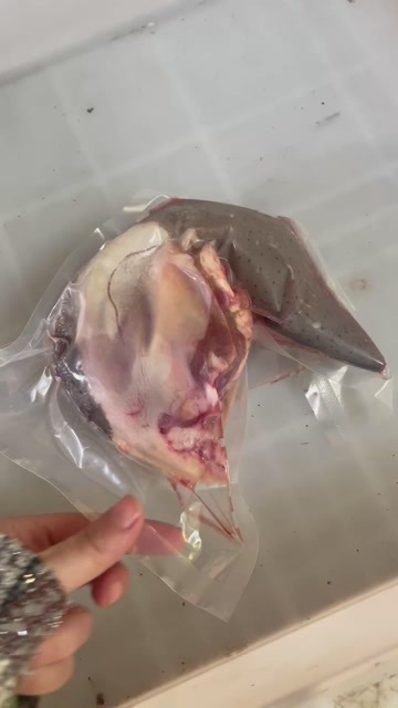 汕头去根牛舌