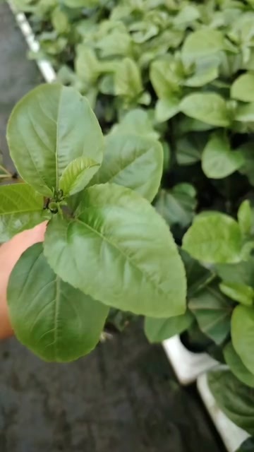 灵山县新品黄金百香果树苗种子苗钦蜜9号爬藤一年四季超甜大果盆栽院栽