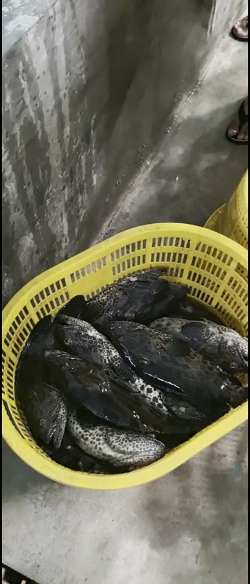 东方市金虎斑鱼
