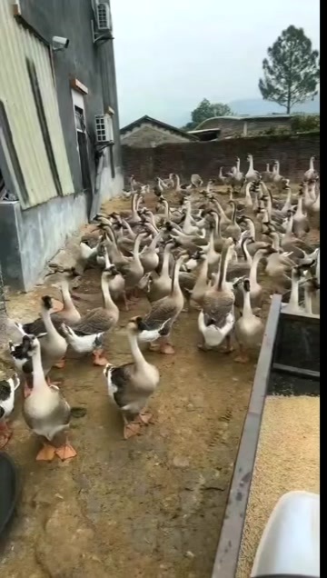 佛冈县广东淘汰大‮鲨白‬鹅，700只，一级毛水