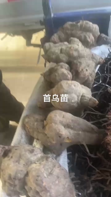 亳州何首乌种苗
