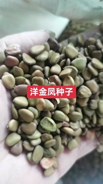 九江新采洋金凤种子 金凤花 黄蝴蝶 蛱蝶花种子 产地批发价格