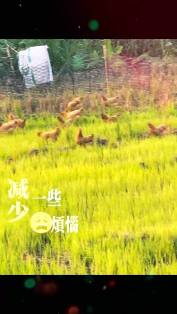 梅州广东梅州散养土母鸡 现杀现发 2~3斤肉鸡 快递新鲜到家