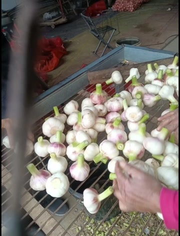 周口老板你们好，我们这边扒皮大蒜即将上市，，面积大，价格