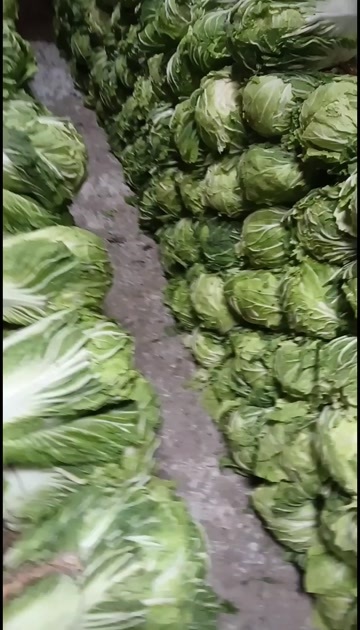 肇东市白菜4-6斤