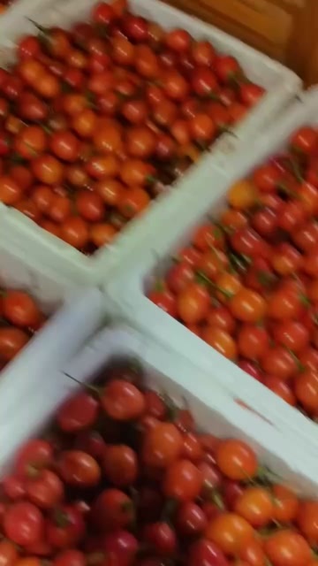 昆明树番茄