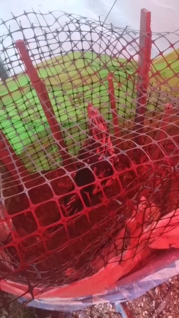 织金县斗鸡30一斤需要的朋友来提，长期有货，量大可聊