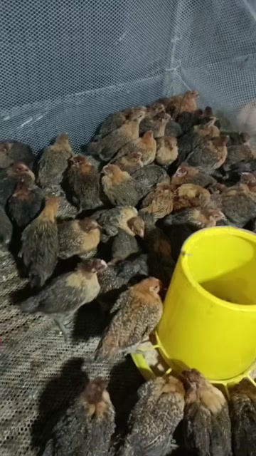 嘉祥县麻羽绿壳蛋鸡，麻羽绿壳蛋鸡苗多少一只，下蛋绿壳蛋鸡价格