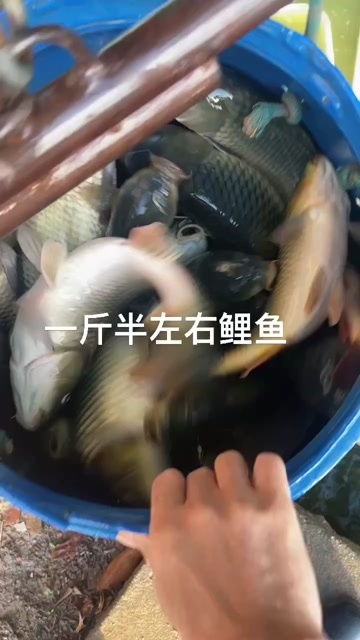 东莞市东莞本地鲤鱼只配送东莞惠州广州深圳