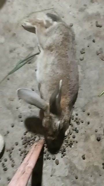 蚌埠安徽蚌埠供应优质比利时兔活体批发零售