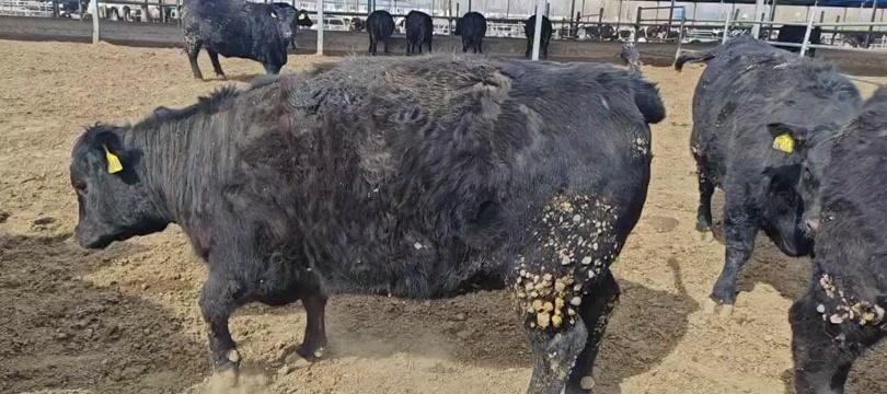 和林县出售900公斤左右安格斯肥牛