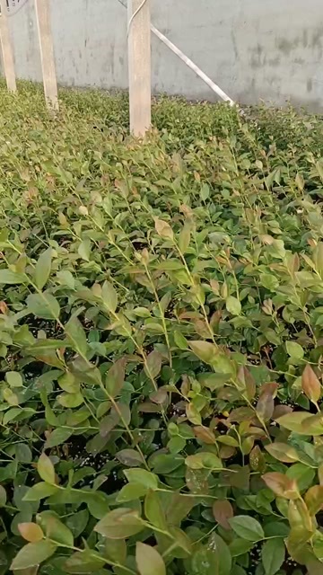 蓝莓苗组培苗木保证苗种质量
