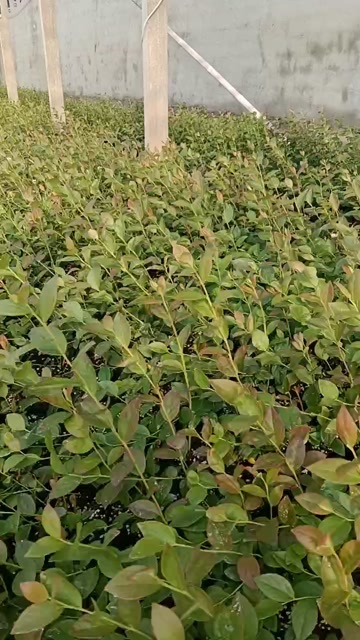 莒县蓝莓苗组培苗木保证苗种质量