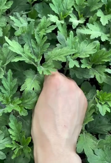 昆明耐热抗寒菊花苗，南北都能种，四季有花赏