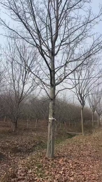常州枫香25的选苗