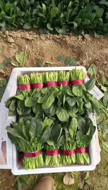 河南省焦作市博爱县菠菜大量上市供应市场货，电商货，加工厂货