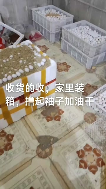 高唐县鸽子蛋！孕妇老人小孩！包售后