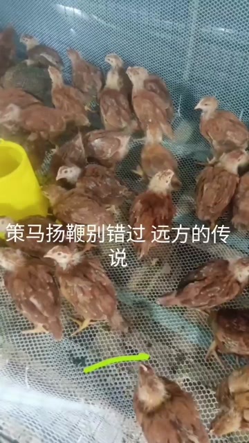 绿壳蛋鸡芦花鸡苗，下蛋芦花鸡价格，汶上芦花鸡多少钱一个