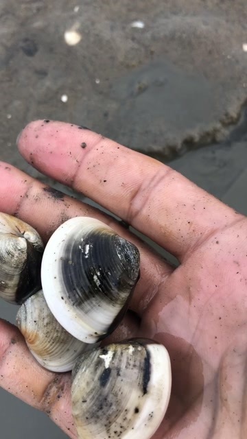 湛江白螺