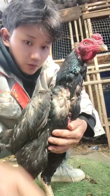 清镇市斗鸡