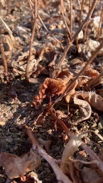 桓仁县辽宁本溪产地直发五味子苗大量出售