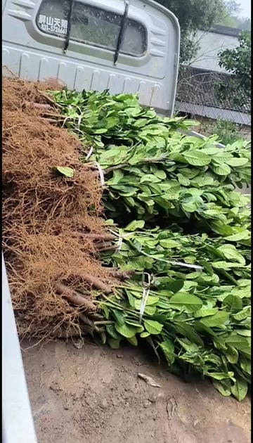 川佛手批发基地，从事川佛手育苗二十年，回收果子