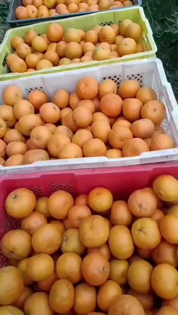 文山市柑桔