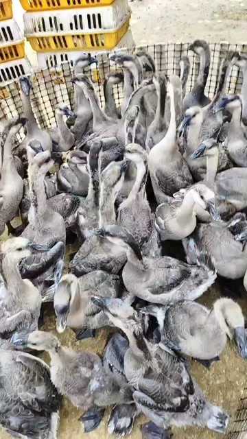 肇庆大量50马岗续养鹅出售