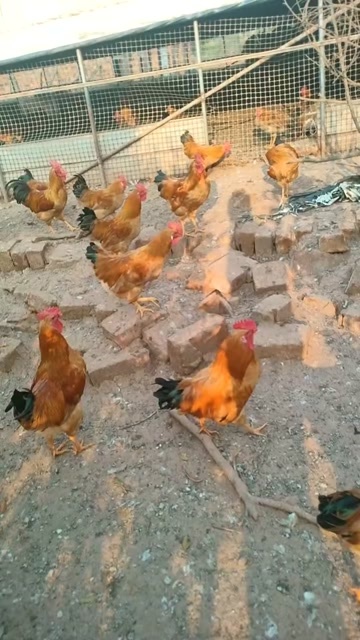 茶陵县土公鸡
