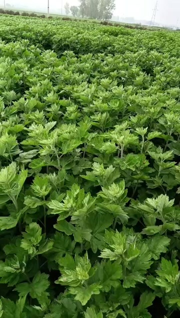 镇平县现挖现卖基地种植艾草苗药用艾草出绒率高耐涝耐旱种植包技术