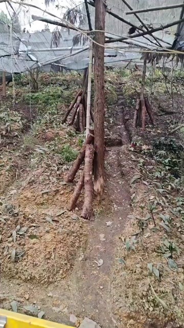 威信县重楼 黄金 三七  乌豆