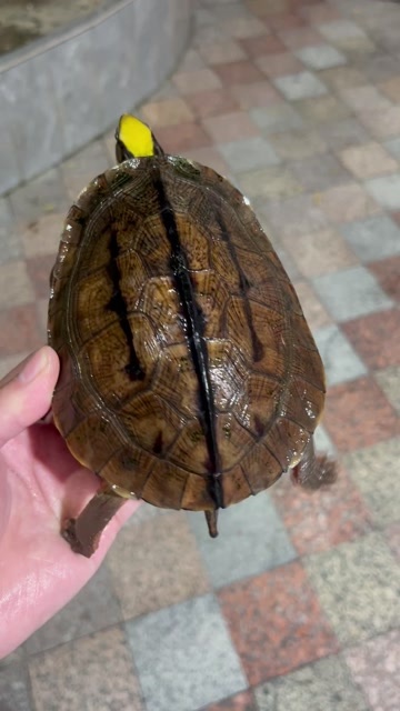东莞市7两冷水海南母 芝麻点