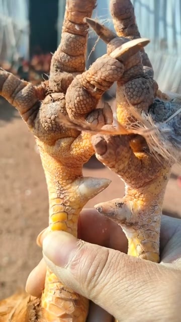 茶陵县阉鸡