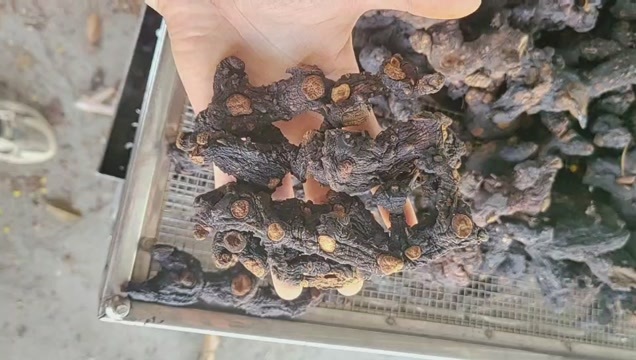 全州县九蒸九晒黄精足干 65一斤30斤起批