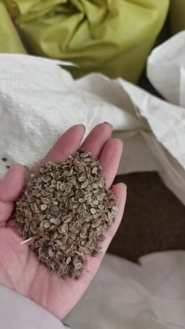 纯新张家口防风种子