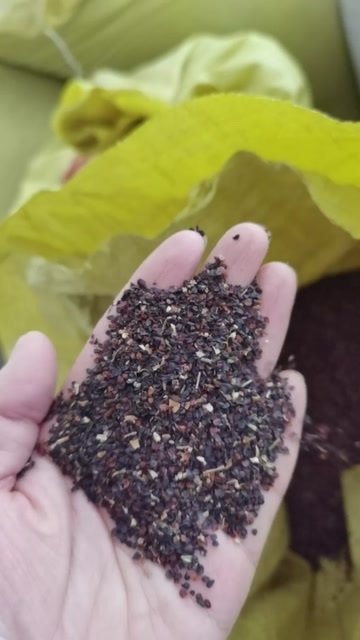 安国市纯新瞿麦种子