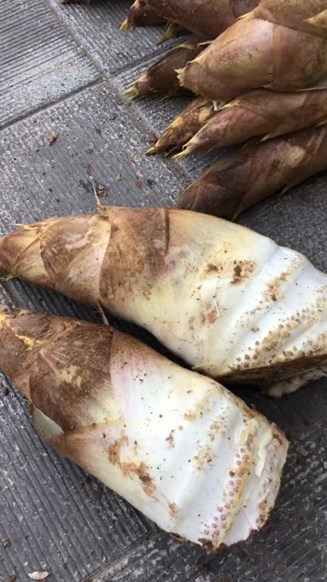 湖州浙江湖州黄牙白壳优质春笋